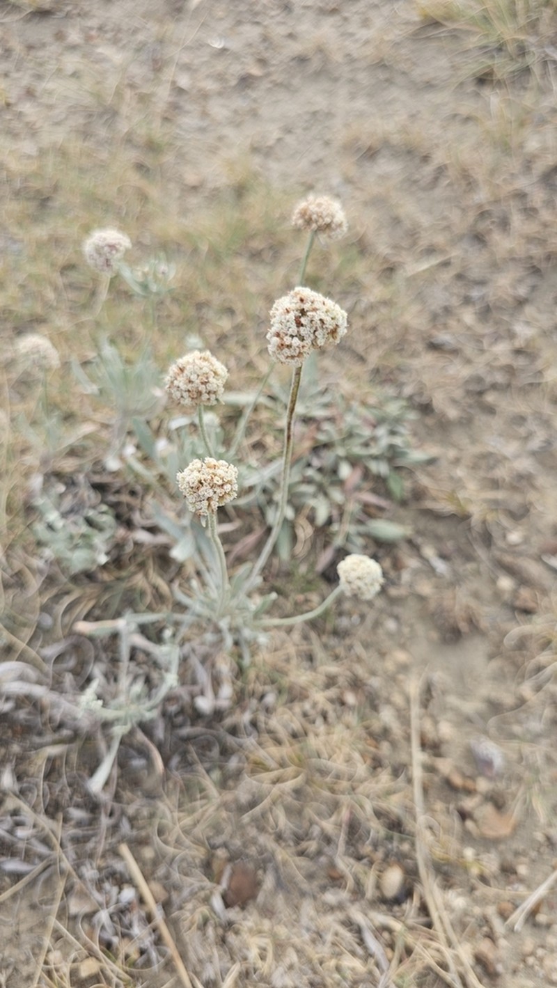Fewflower Buckwheat photo 6