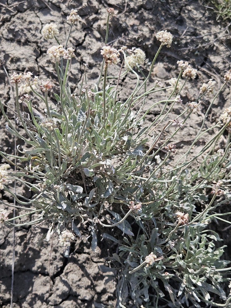 Fewflower Buckwheat photo 7