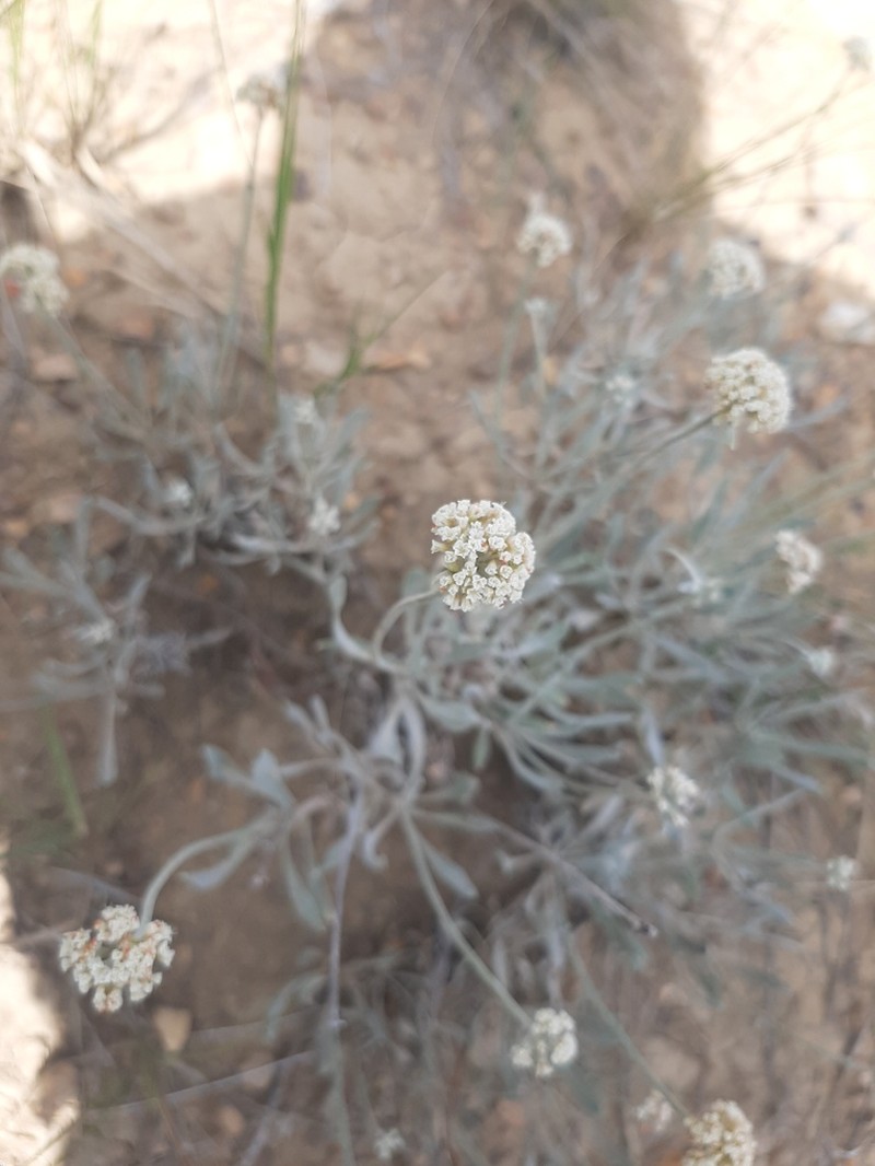 Fewflower Buckwheat photo 8
