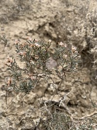 Clay-Loving Buckwheat