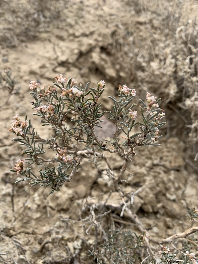 Clay-Loving Buckwheat