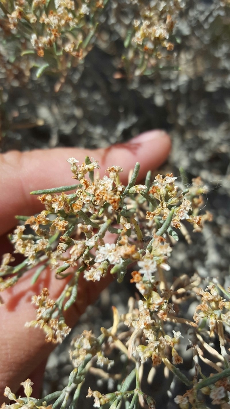 Clay-Loving Buckwheat photo 3
