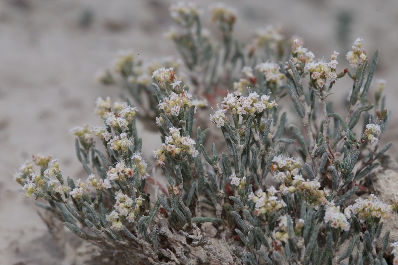 Clay-Loving Buckwheat photo 4