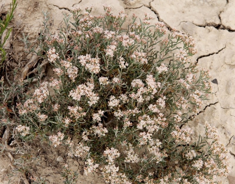 Clay-Loving Buckwheat photo 5