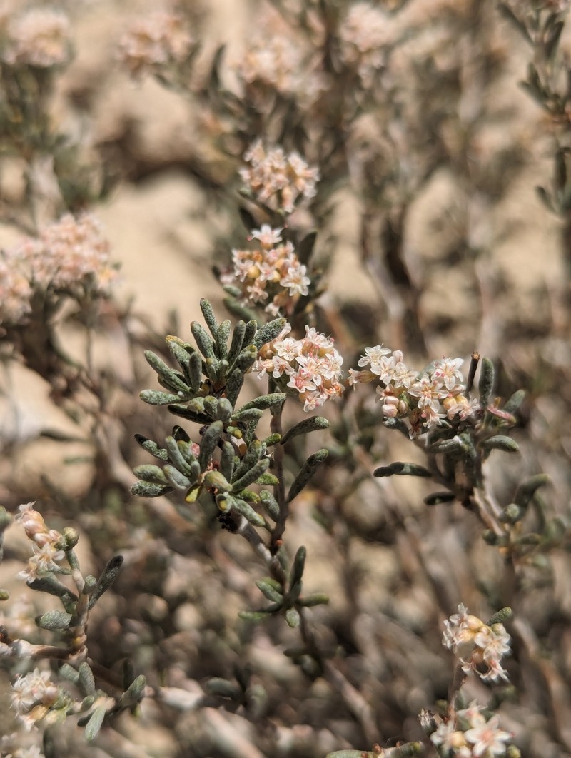 Clay-Loving Buckwheat photo 7