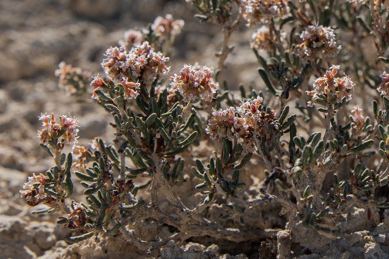 Clay-Loving Buckwheat photo 8