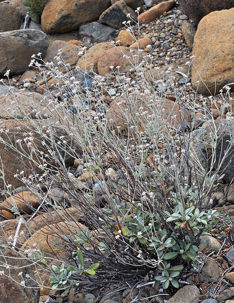 Waldo Buckwheat