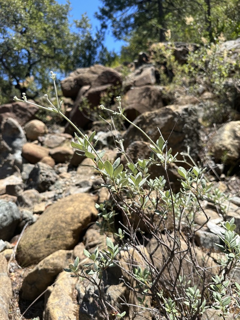 Waldo Buckwheat photo 2