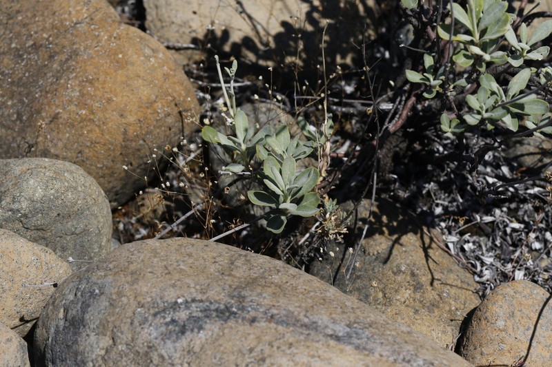 Waldo Buckwheat photo 3