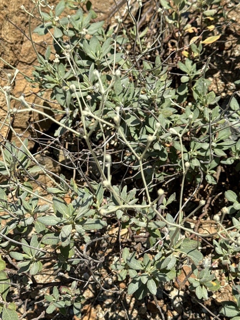 Waldo Buckwheat photo 4