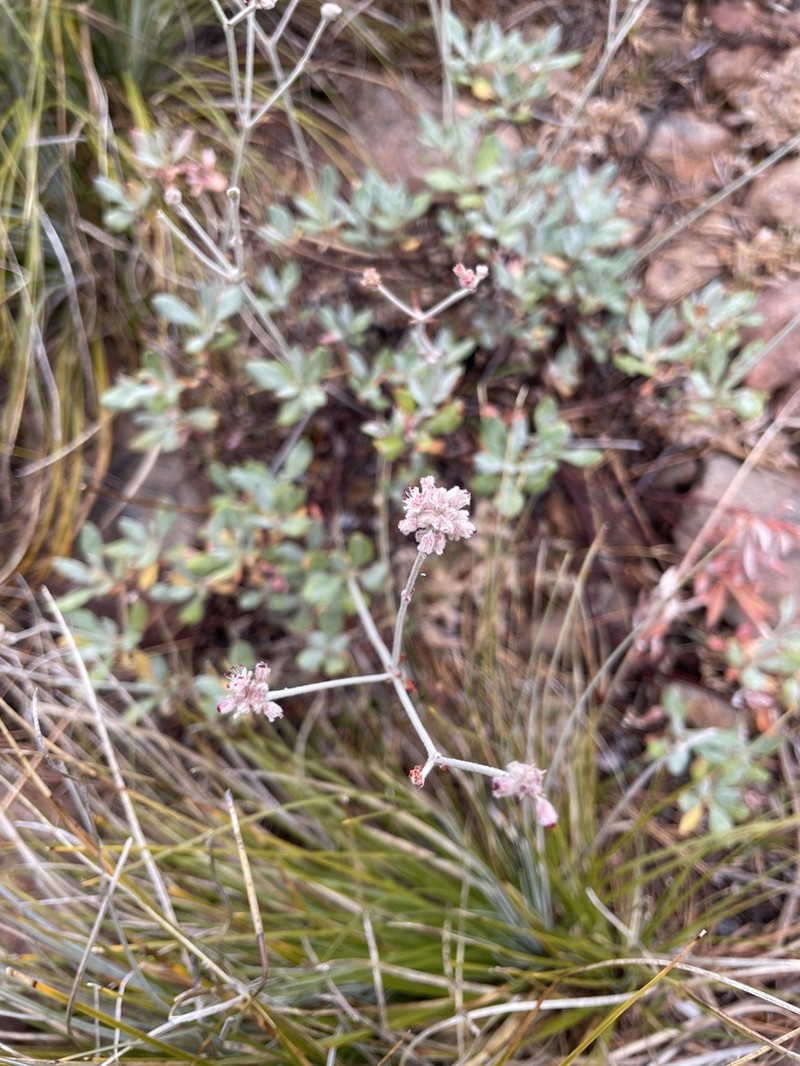 Waldo Buckwheat photo 5