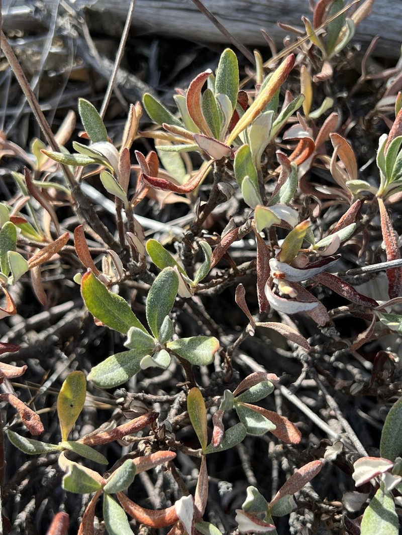 Waldo Buckwheat photo 6