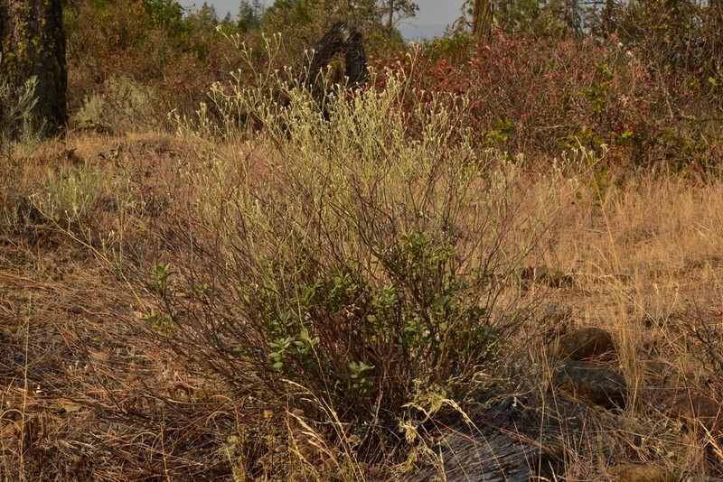 Waldo Buckwheat photo 7