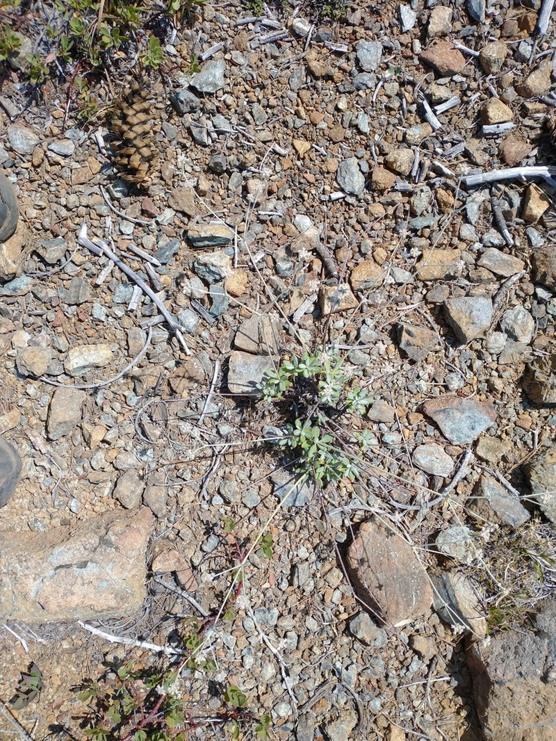 Waldo Buckwheat photo 8