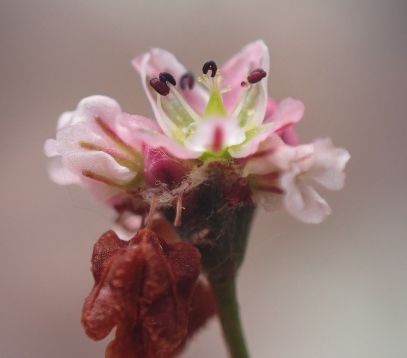Wirestem Buckwheat photo 2