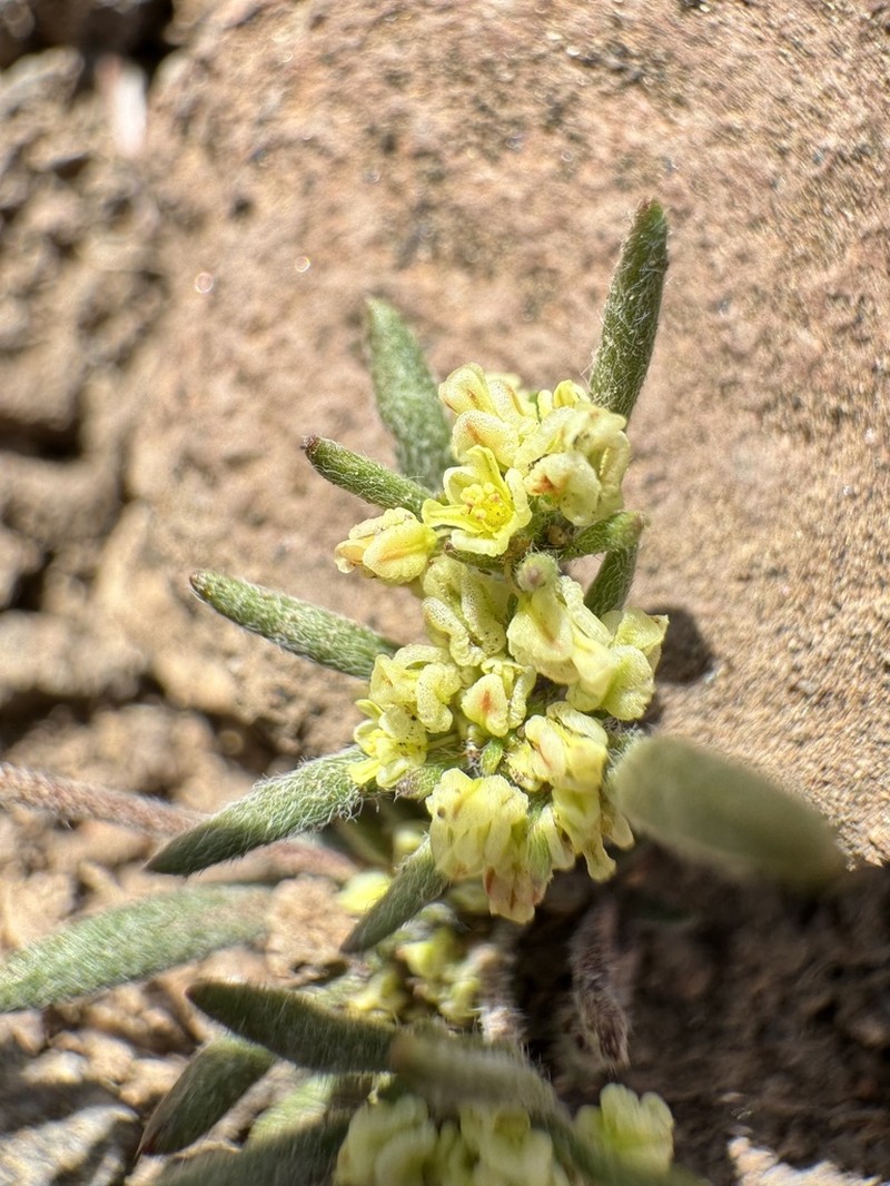 Wirestem Buckwheat photo 3
