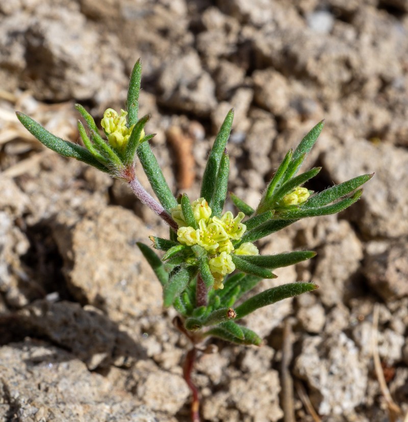 Wirestem Buckwheat photo 4