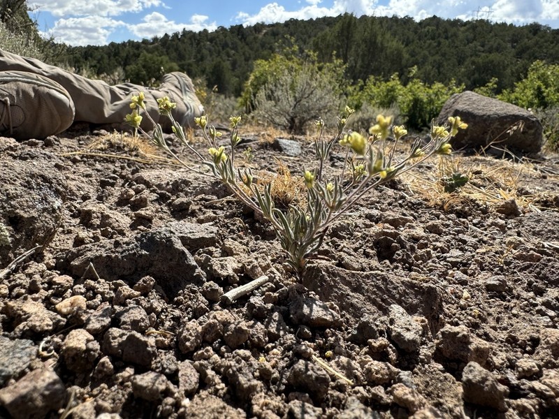 Wirestem Buckwheat photo 5