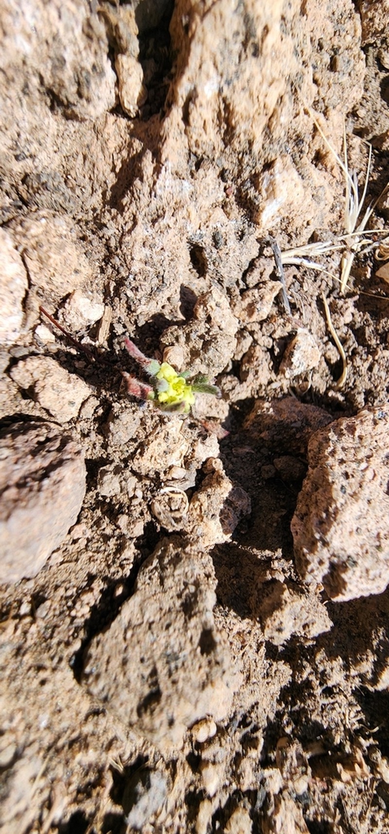 Wirestem Buckwheat photo 6