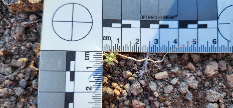Wirestem Buckwheat photo 7