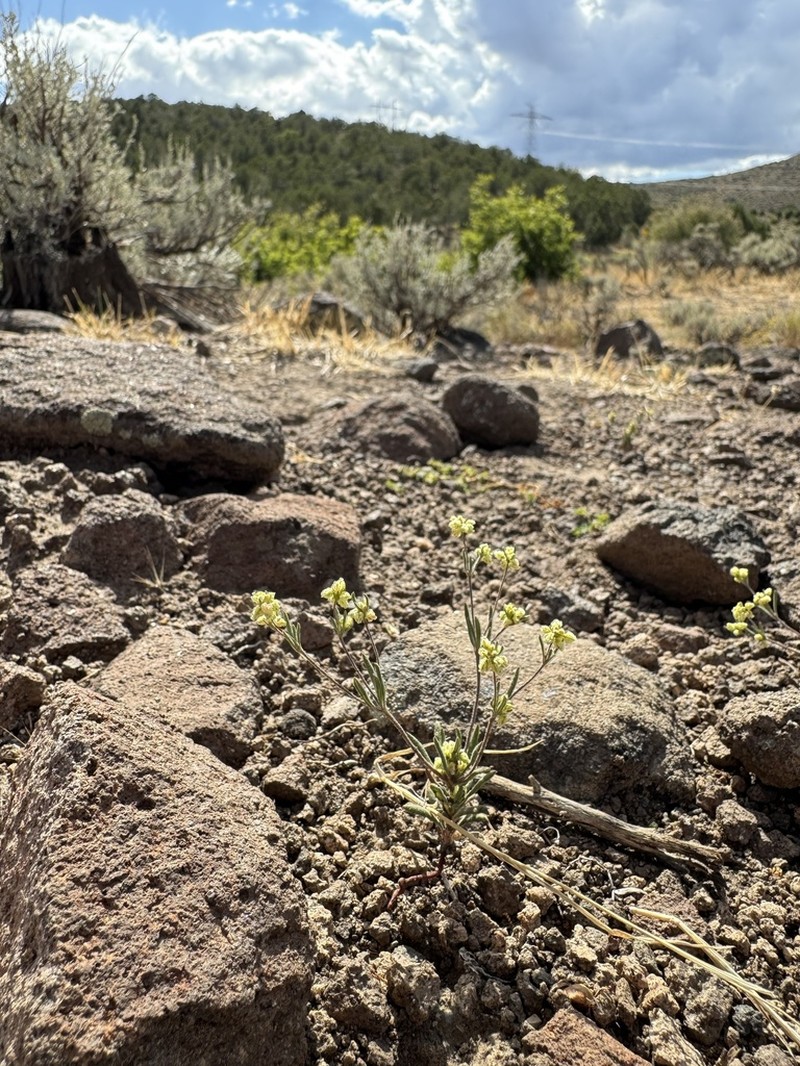 Wirestem Buckwheat photo 8