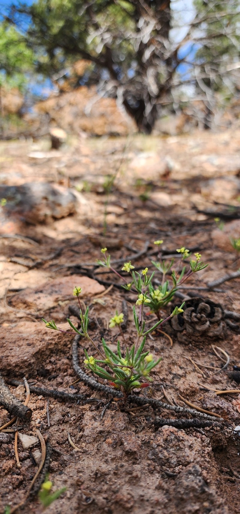 Eriogonum pharnaceoides var. cervinum