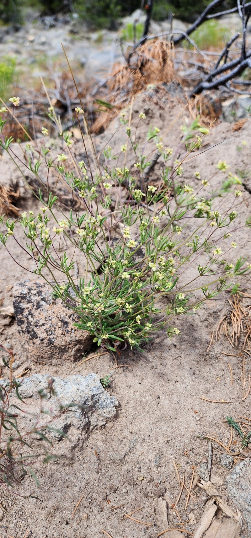Eriogonum pharnaceoides var. cervinum photo 2