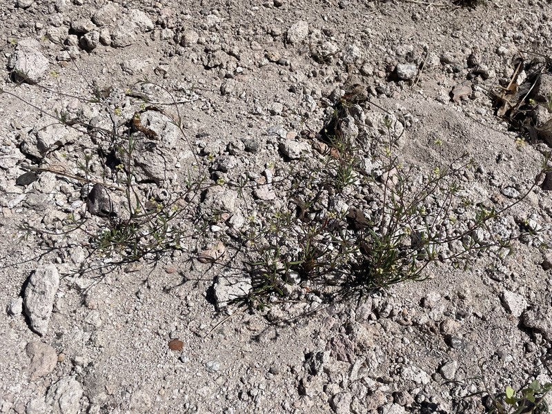 Eriogonum pharnaceoides var. cervinum photo 3