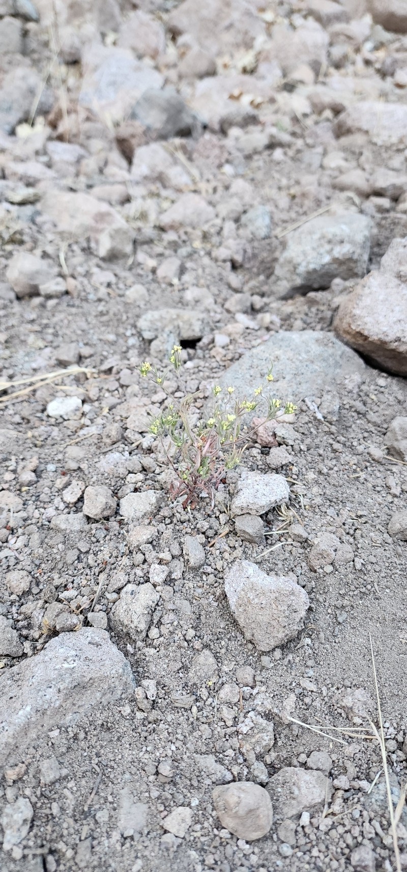 Eriogonum pharnaceoides var. cervinum photo 4