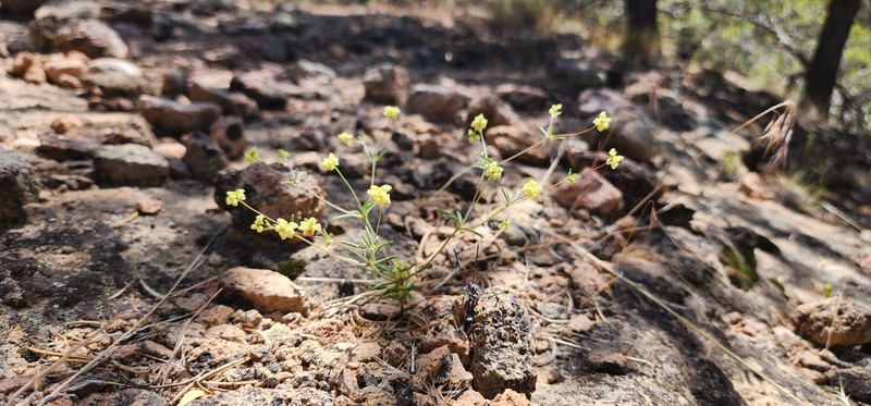 Eriogonum pharnaceoides var. cervinum photo 5