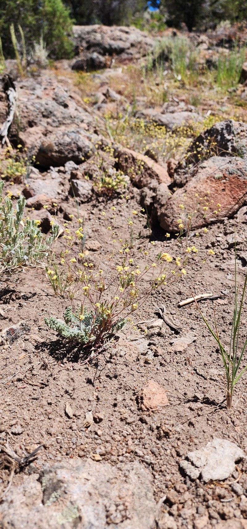 Eriogonum pharnaceoides var. cervinum photo 6