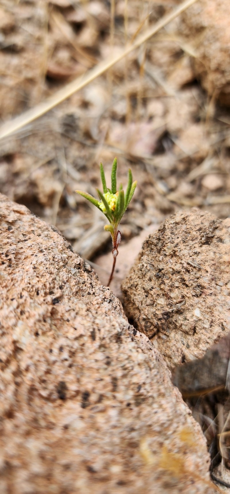 Eriogonum pharnaceoides var. cervinum photo 7