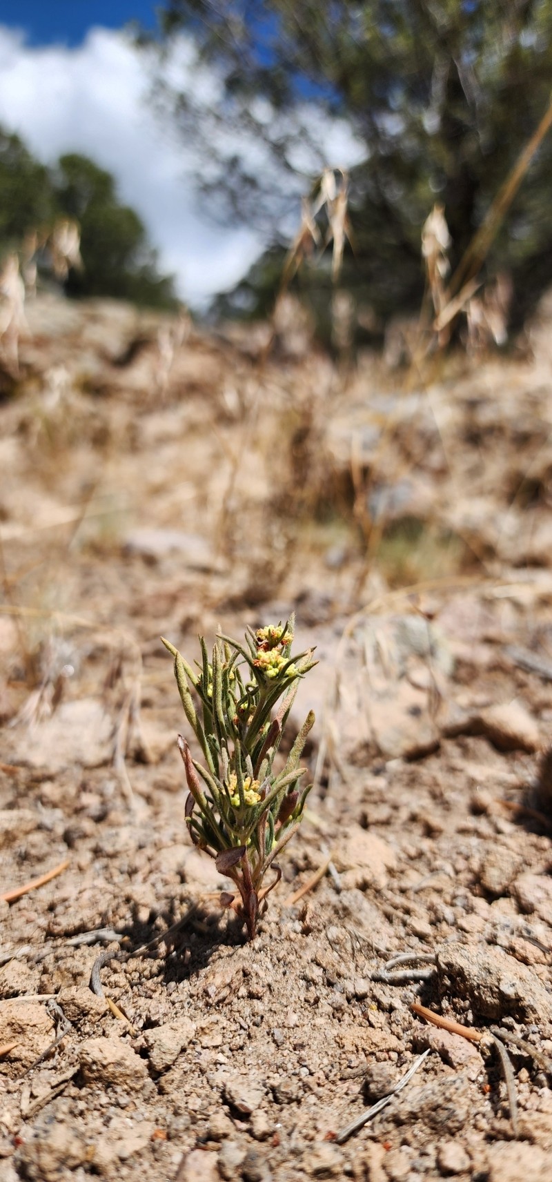 Eriogonum pharnaceoides var. cervinum photo 8