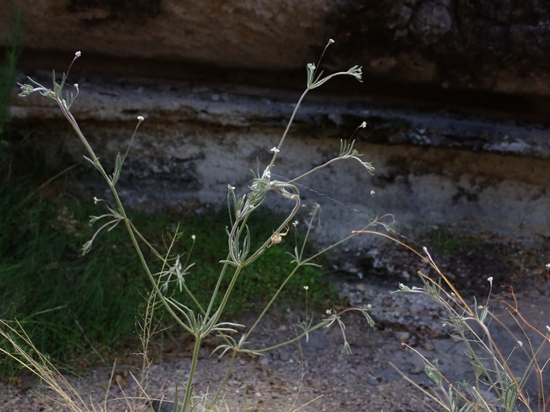 Eriogonum pharnaceoides var. pharnaceoides