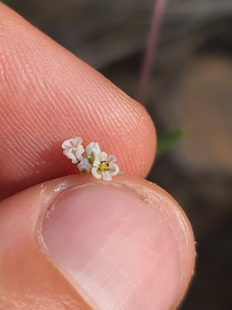 Eriogonum pharnaceoides var. pharnaceoides photo 2