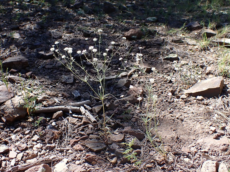 Eriogonum pharnaceoides var. pharnaceoides photo 3