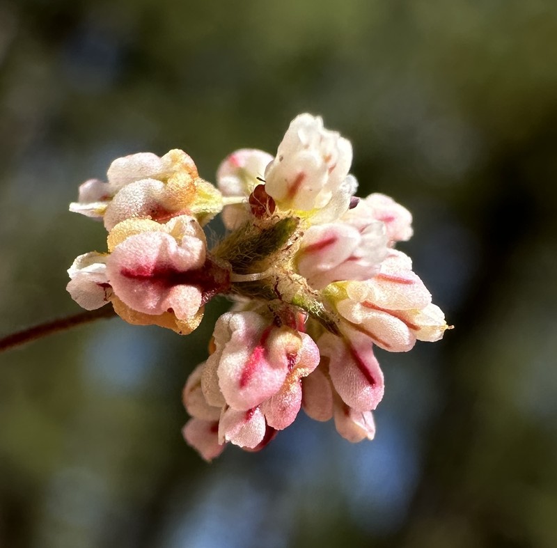Eriogonum pharnaceoides var. pharnaceoides photo 4