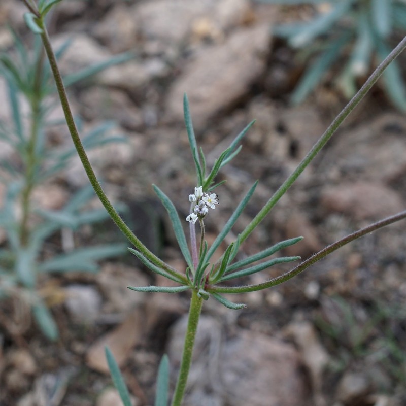 Eriogonum pharnaceoides var. pharnaceoides photo 5