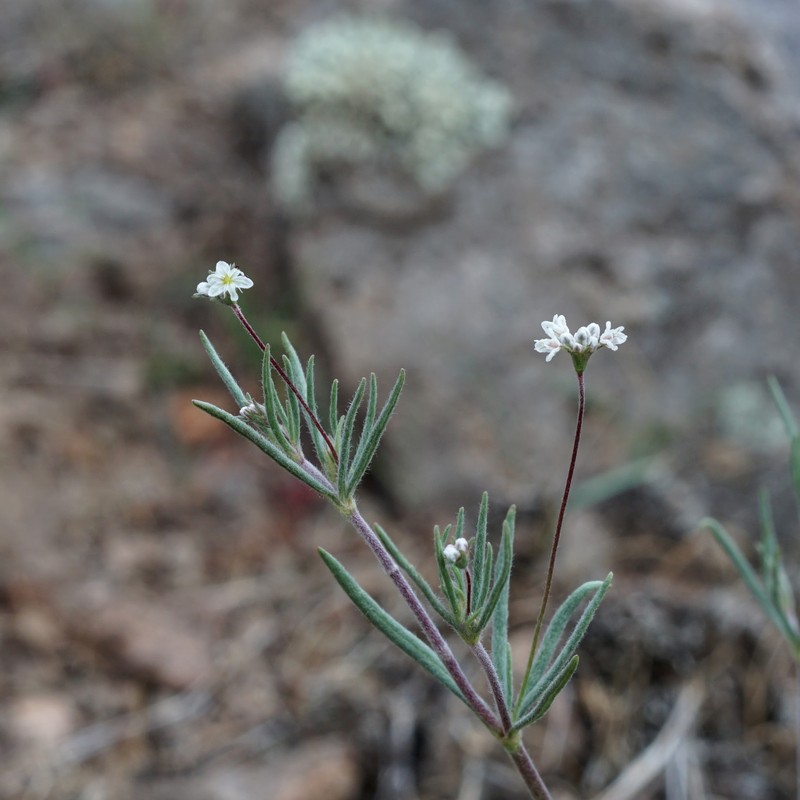 Eriogonum pharnaceoides var. pharnaceoides photo 6