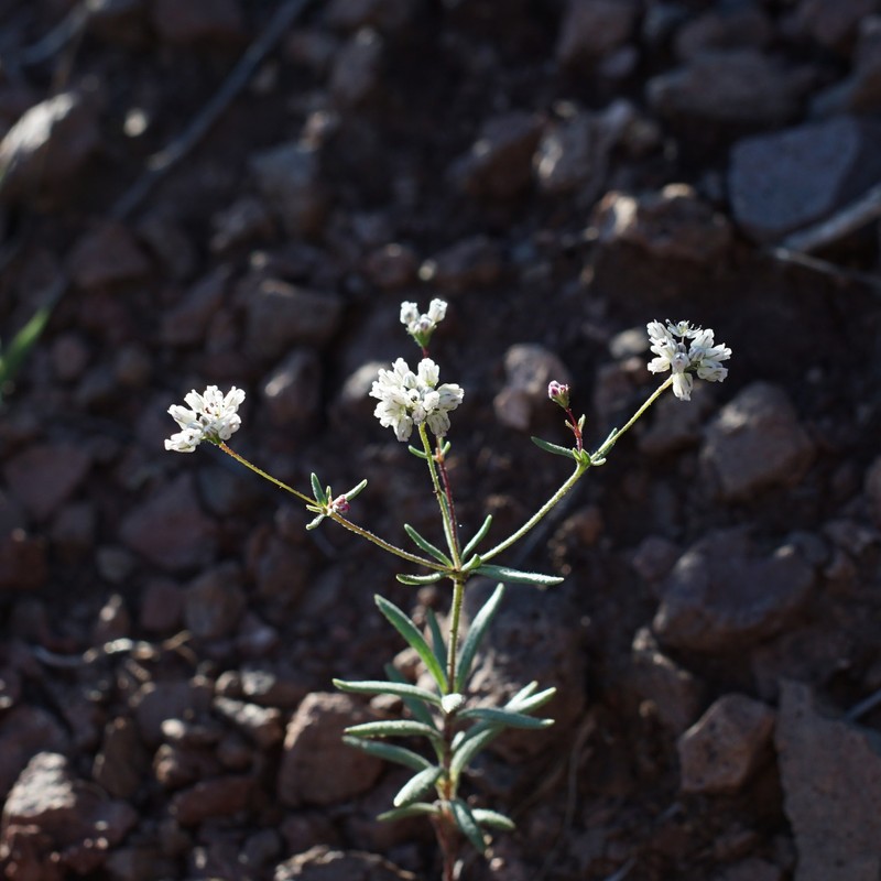 Eriogonum pharnaceoides var. pharnaceoides photo 7