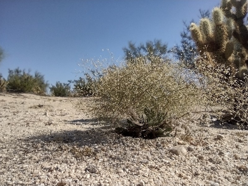 Eriogonum pilosum