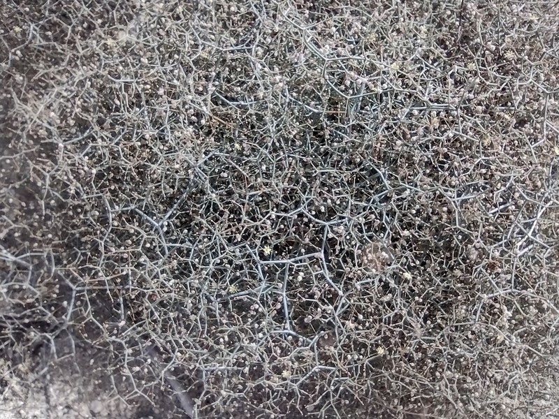 Eriogonum pilosum photo 2