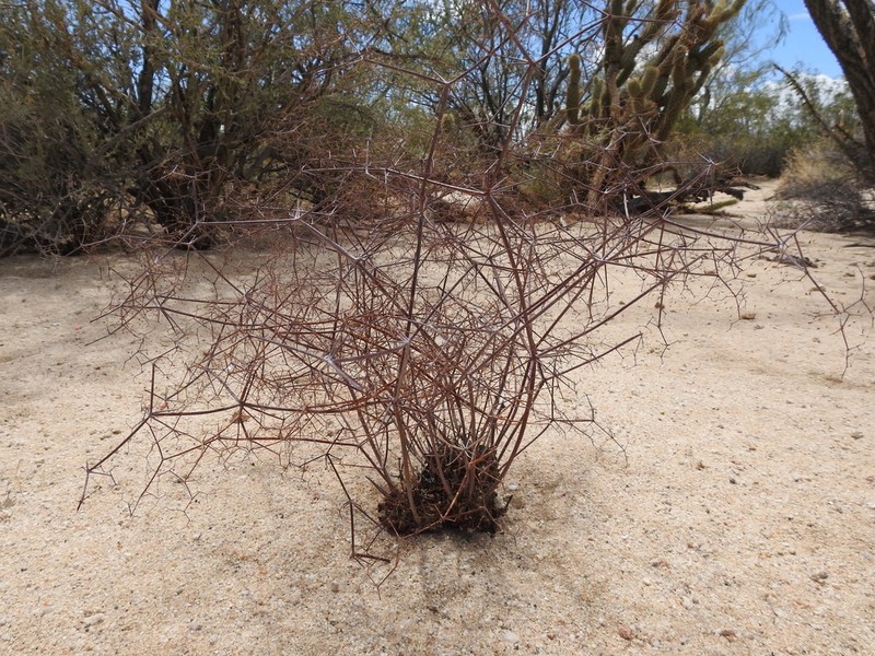Eriogonum pilosum photo 3