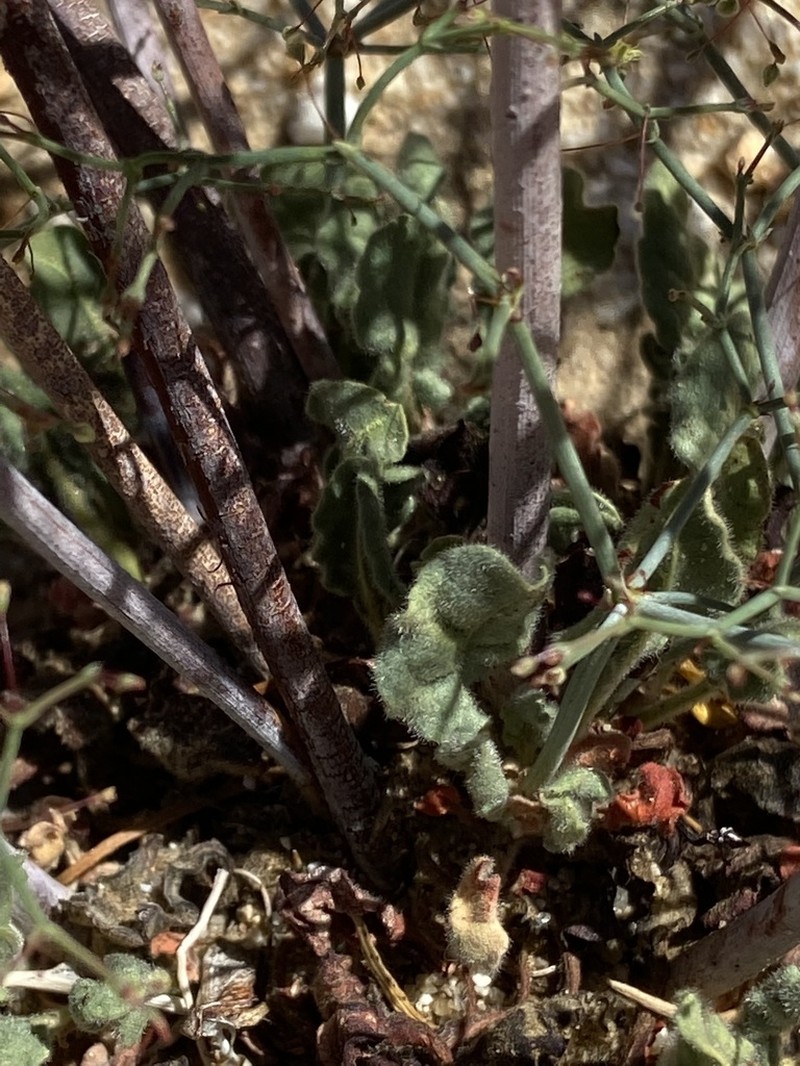 Eriogonum pilosum photo 4