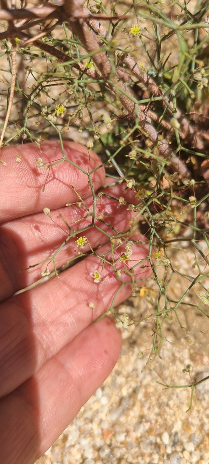 Eriogonum pilosum photo 5