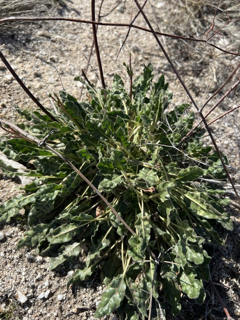 Eriogonum pilosum photo 6