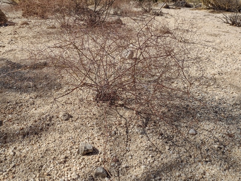 Eriogonum pilosum photo 7
