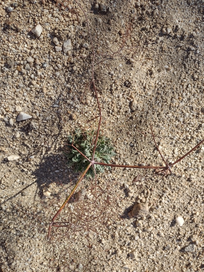Eriogonum pilosum photo 8