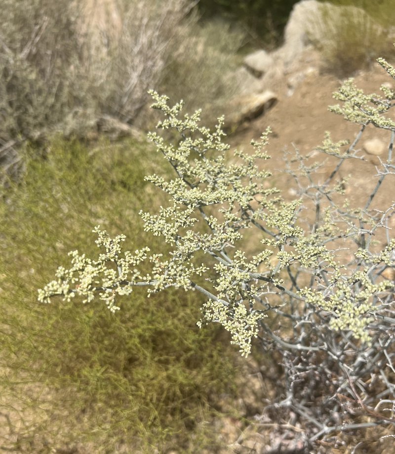 Yucca Buckwheat