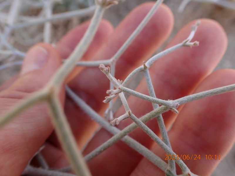 Yucca Buckwheat